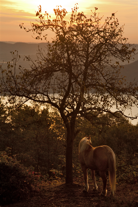 Nebbiuno (NO). Un cavallo di schiena sotto ad un albero è rivolto verso il sole calante in lontananza. Si intravede un braccio di Lago Maggiore. Immagine di Simone Zanni tratta dal sito del Comune 