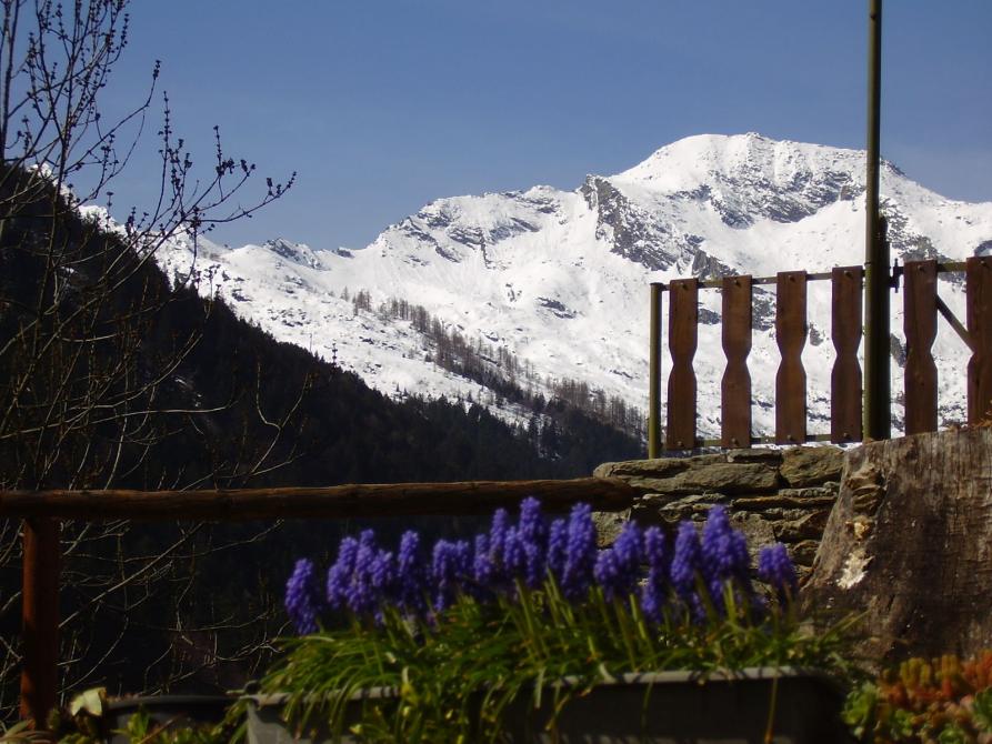 Rassa (VC). Valgronda. In primo piano bulbi viola fioriti. A destra un recinto in legno e sullo sfondo una montagna innevata. Immagine tratta dal sito del Comune (2023) 