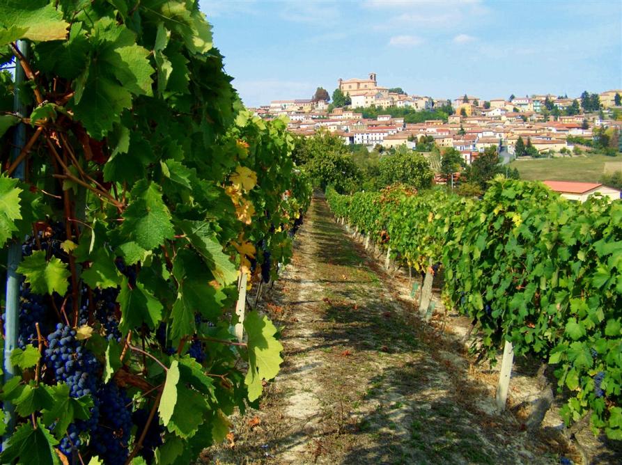 Casorzo Monferrato (AT). Al temine dei filari del vigneto si vede il paese. Immagine tratta dal sito del Comune (2025) 