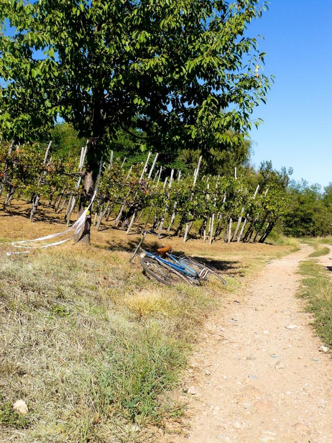 Lozzolo (VC). Sulla destra una stradina sterrata costeggia il prato. Accanto all'albero a sinistra è coricata una bicicletta azzurra. Sullo sfondo filari di viti e uno scorcio di cielo blu intenso 