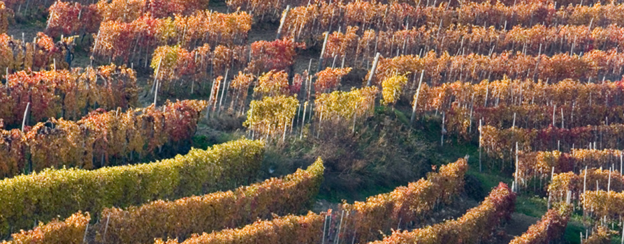 Farigliano (CN). Panoramica dei filari ordinati dei vigneti nel periodo autunnale 