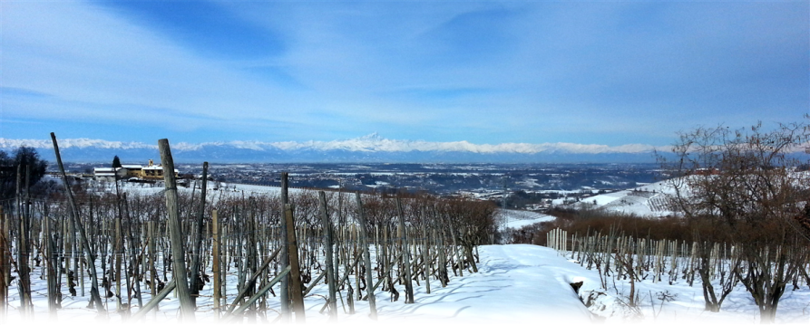 Farigliano (CN). Vista invernale dei vigneti spogli e innevati. Il cielo è blu. Sullo sfondo le alpi imbiancate 