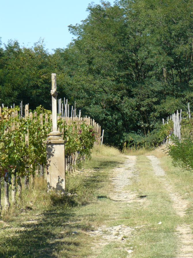 Lozzolo (VC). Sulla destra un sentiero per trattori scorre lungo i filari di vite. A sinistra una vecchia croce in cemento. In lontananza alberi frondosi 