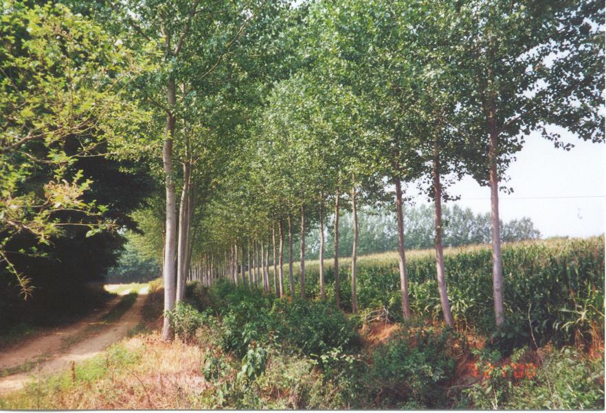 Momo (NO). A destra sul limitare di un campo di mais, una lunga doppia fila di giovani pioppi cresce affiancando il sentiero sterrato. Campagna. Fotografia di Luciano Amaranto (2000) 
