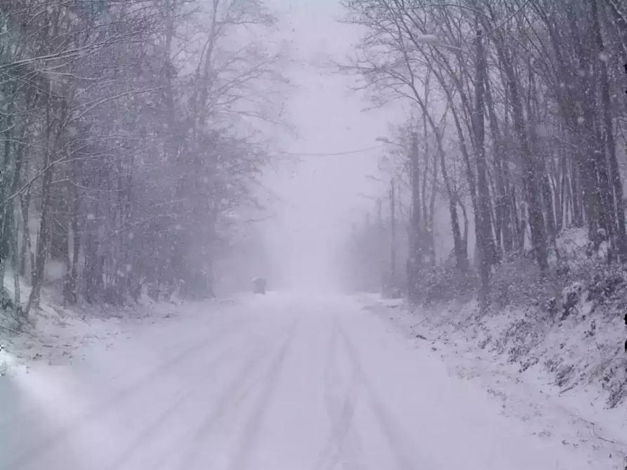 Gamalero (AL). Strada completamente innevata con alberi ricurvi sotto il peso della neve 