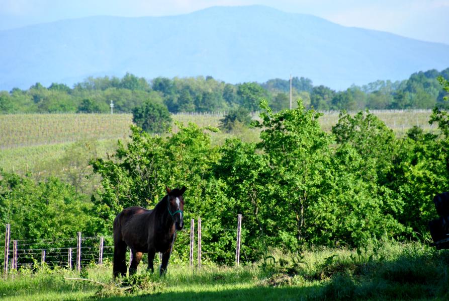 Sezzadio (AL). Un cavallo a sinistra è ritratto nella campagna verdeggiante. Sullo sfondo le montagne. Fotografia di Piergiorgio Buffa (2014) 