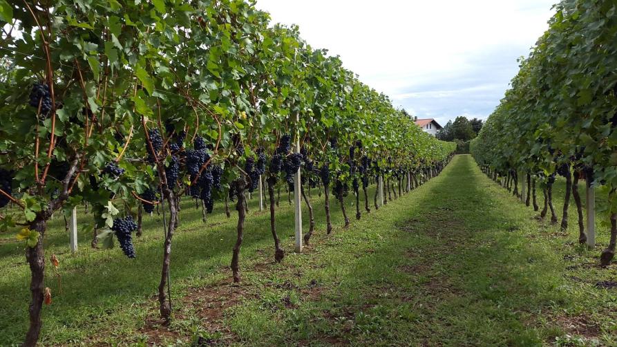 Bricherasio (TO). Scorcio del sentiero fra due filari di un vigneto con grappoli di uva nera 