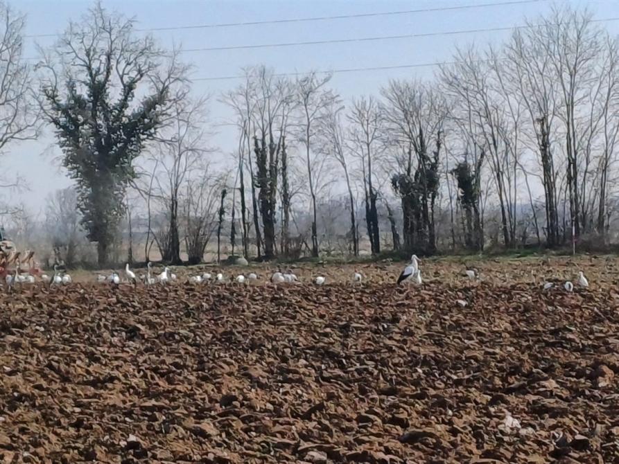 Salussola (BI). Campi arati in primo piano. Sullo sfondo alberi e rami spogli. Dietro il cielo azzurro. Immagine tratta dal sito del Comune (2026) 