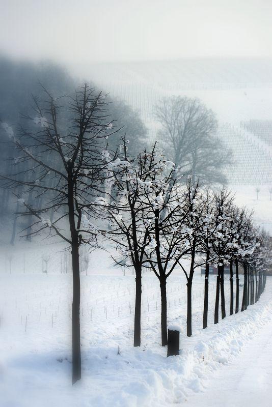 Alba (CN). Fila di alberi spogli che spiccano sulla neve. Il cielo è bianco. Fotografia di Paolo Paglia  