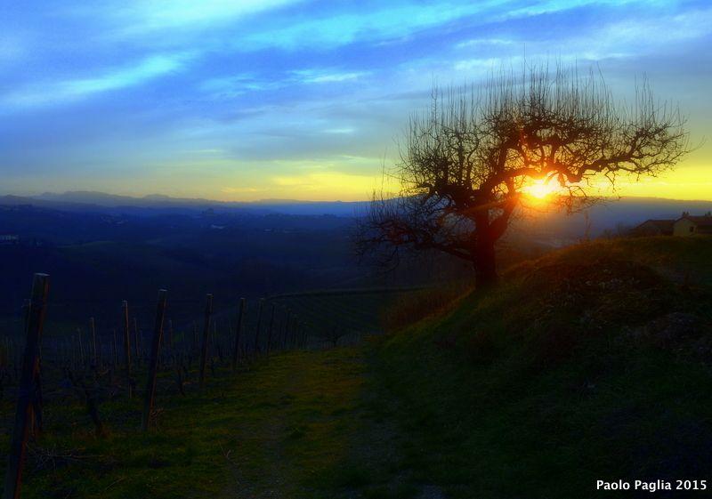 Alba (CN). Il sole arancione tramonta fra i rami di un albero in silouette. Il cielo è azzurro intenso. Fotografia di Paolo Paglia  