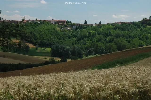 Scurzolengo (AT). In primo piano campi di grano maturo che degradano risalendo con geometrie irregolari fino al paese quasi nascosto dagli alberi rigogliosi. Immagine tratta dal sito del Comune (2026) 