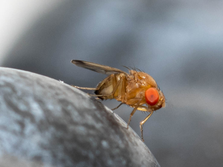 Fig. 1 femmina di Drosophila suzukii su mirtillo (Fonte: DISAFA Entomologia Università degli Studi di Torino) 