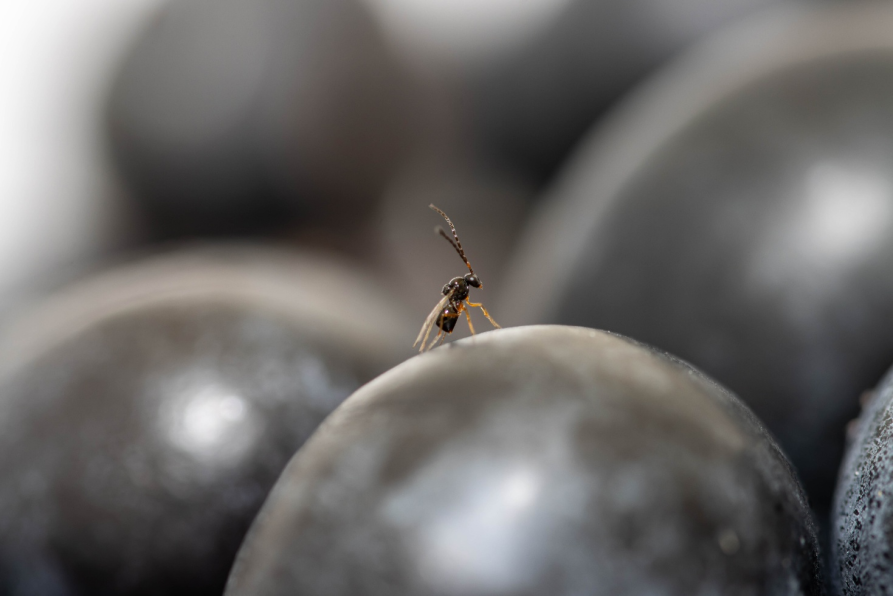 Fig. 2 maschio di Ganaspis kimorum su mirtillo (Fonte: DISAFA Entomologia Università degli Studi di Torino) 