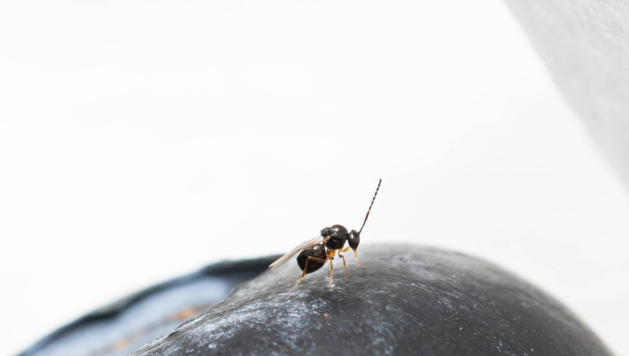 Fig. 3 femmina di Ganaspis kimorum su mirtillo (Fonte: DISAFA Entomologia Università degli Studi di Torino) 