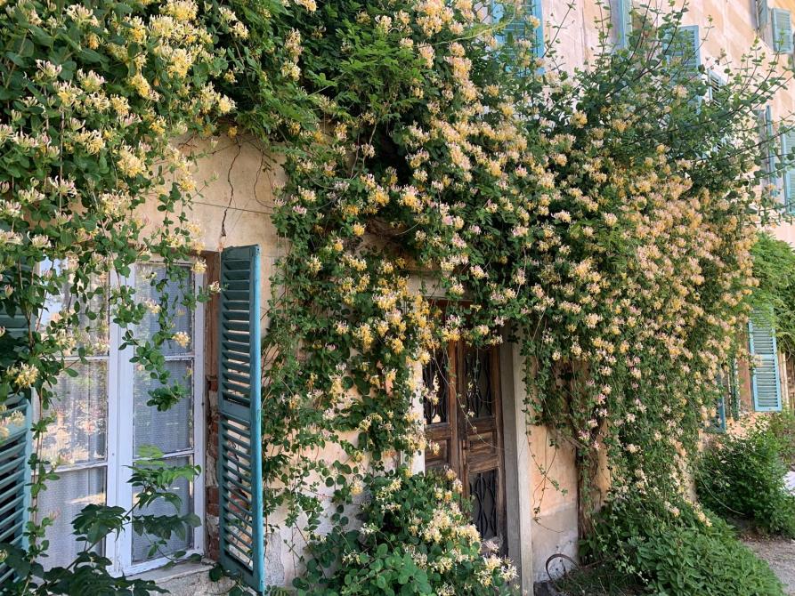 Rosazza (BI). Edificio con finestre dipinte di azzurro e cespuglio di fiori rampicante su tutto il muro 