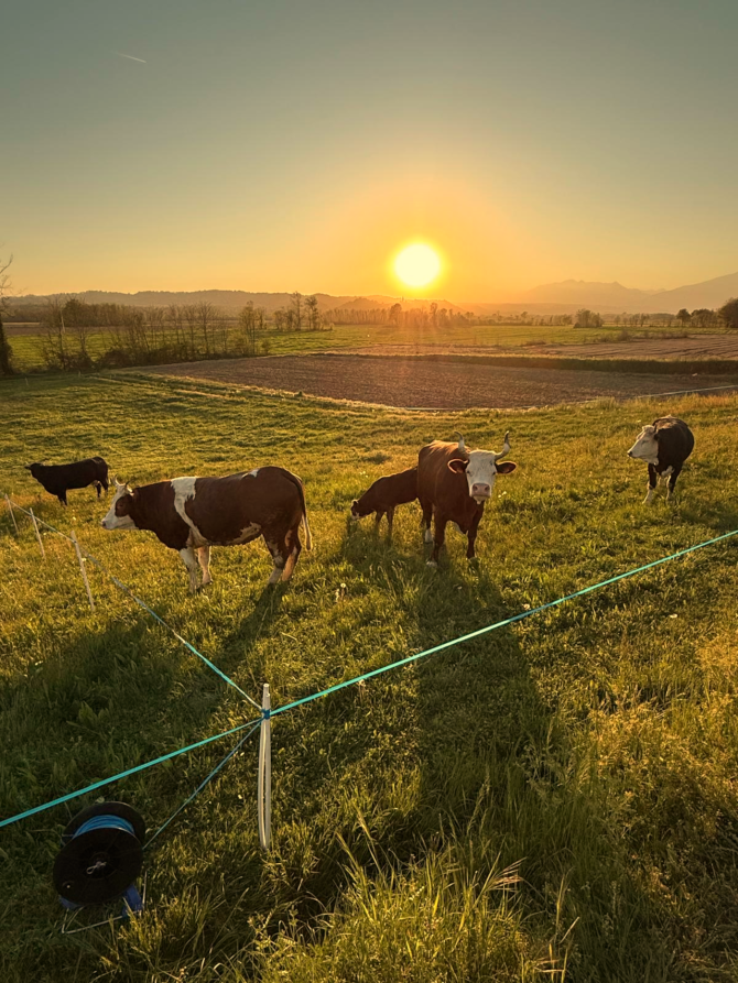 Salussola (BI). Mucche al pascolo in un prato del territorio di Salussola, immerse nel paesaggio rurale e circondate dalla vegetazione. Il sole è al tramonto e tinge il paesaggio d'oro. Fotografia di Edoardo Vogliotti 