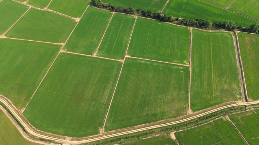 Salussola (BI).Vista aerea delle risaie nel territorio di Salussola, con campi geometrici delimitati da canali irrigui che formano un caratteristico mosaico agricolo. Fotografia di Elivio Attilio Musa 