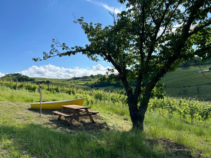 Castelletto Molina (AT). Tappa del percorso "Come una barca nelle vigne". In primo piano a destra un albero. Accanto una barchetta gialla e una panchina di legno. Sullo sfondo le vigne e il cielo azzurro solcato da qualche cirro bianco 