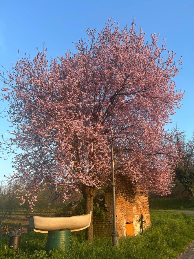 Castelletto Molina (AT). Tappa primaverile del percorso "Come una barca nelle vigne". Una barchetta accanto ad un albero in fiore  