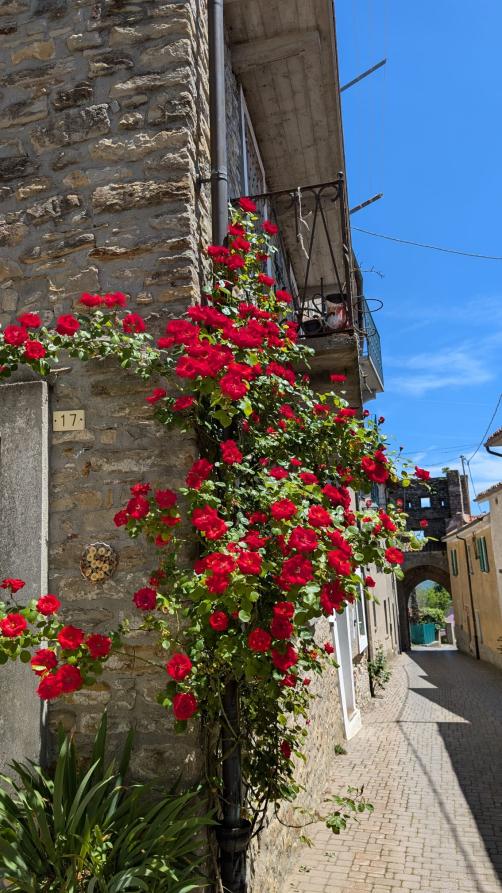 Mombarcaro (CN). Scorcio dell'arco medievale. Il muro in pietra della casa a sinistra è ingentilito da rose rosse rampicanti 